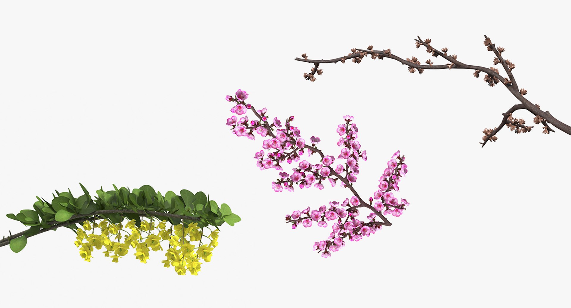 Branches Collection 3D model - TurboSquid 1913348