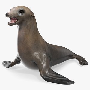 California Sea Lion Rigged 3D model