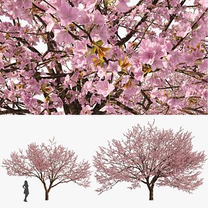 Two Spring Cerasus Tree  Pink Tree 3D model