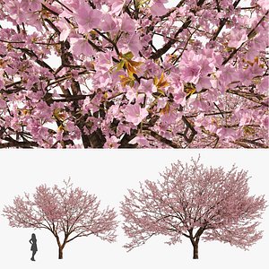 Two Spring Cerasus Tree  Pink Tree