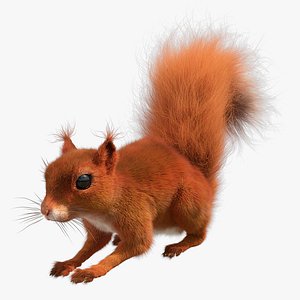 3D Red Squirrel model
