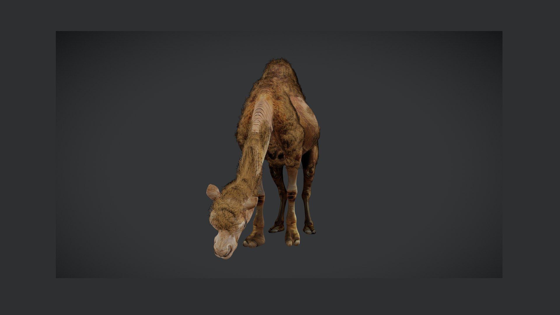 3D Low Poly Animated Camel with Hair  Fur model https://p.turbosquid.com/ts-thumb/2r/HkmRgI/1V/7/png/1754605992/1920x1080/fit_q87/ecfc4d6a1487c16e16d7e2934eb8bbb2dd06aec6/7.jpg