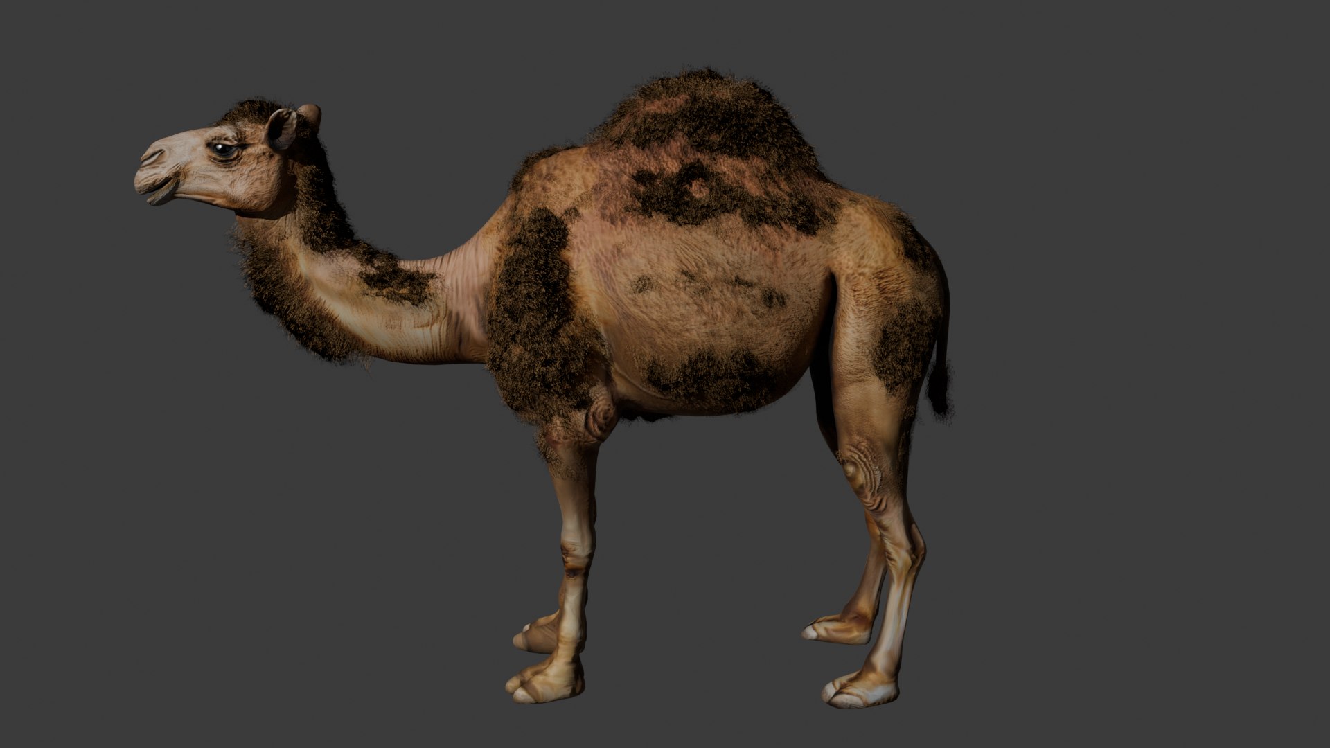 3D Low Poly Animated Camel with Hair  Fur model https://p.turbosquid.com/ts-thumb/2r/HkmRgI/27/camel1/png/1754606009/1920x1080/fit_q87/290a11a00c31ec9bac536285fbb17be813ed723b/camel1.jpg