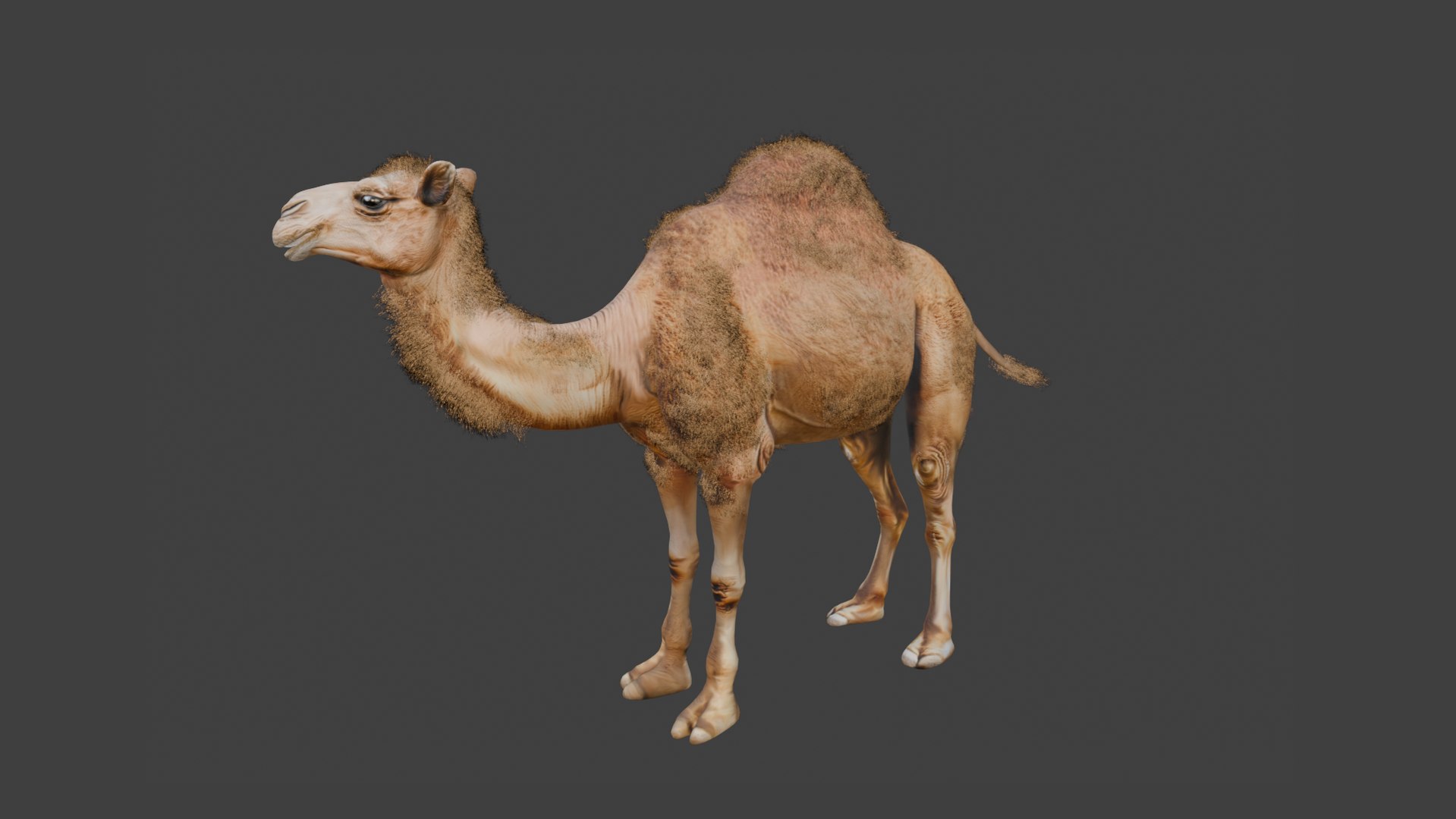 3D Low Poly Animated Camel with Hair  Fur model https://p.turbosquid.com/ts-thumb/2r/HkmRgI/38/5/png/1754605990/1920x1080/fit_q87/bfbf5fd9f95deaf78f490ef62c73588c9060f872/5.jpg