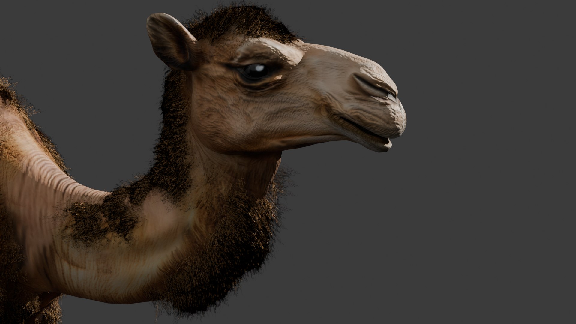 3D Low Poly Animated Camel with Hair  Fur model https://p.turbosquid.com/ts-thumb/2r/HkmRgI/NE/camel6/png/1754606027/1920x1080/fit_q87/35089c555be1f391621c3ef52645e739bd7460a1/camel6.jpg