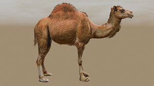 Low Poly Animated Camel with Hair Fur