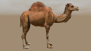 Low Poly Animated Camel with Hair Fur