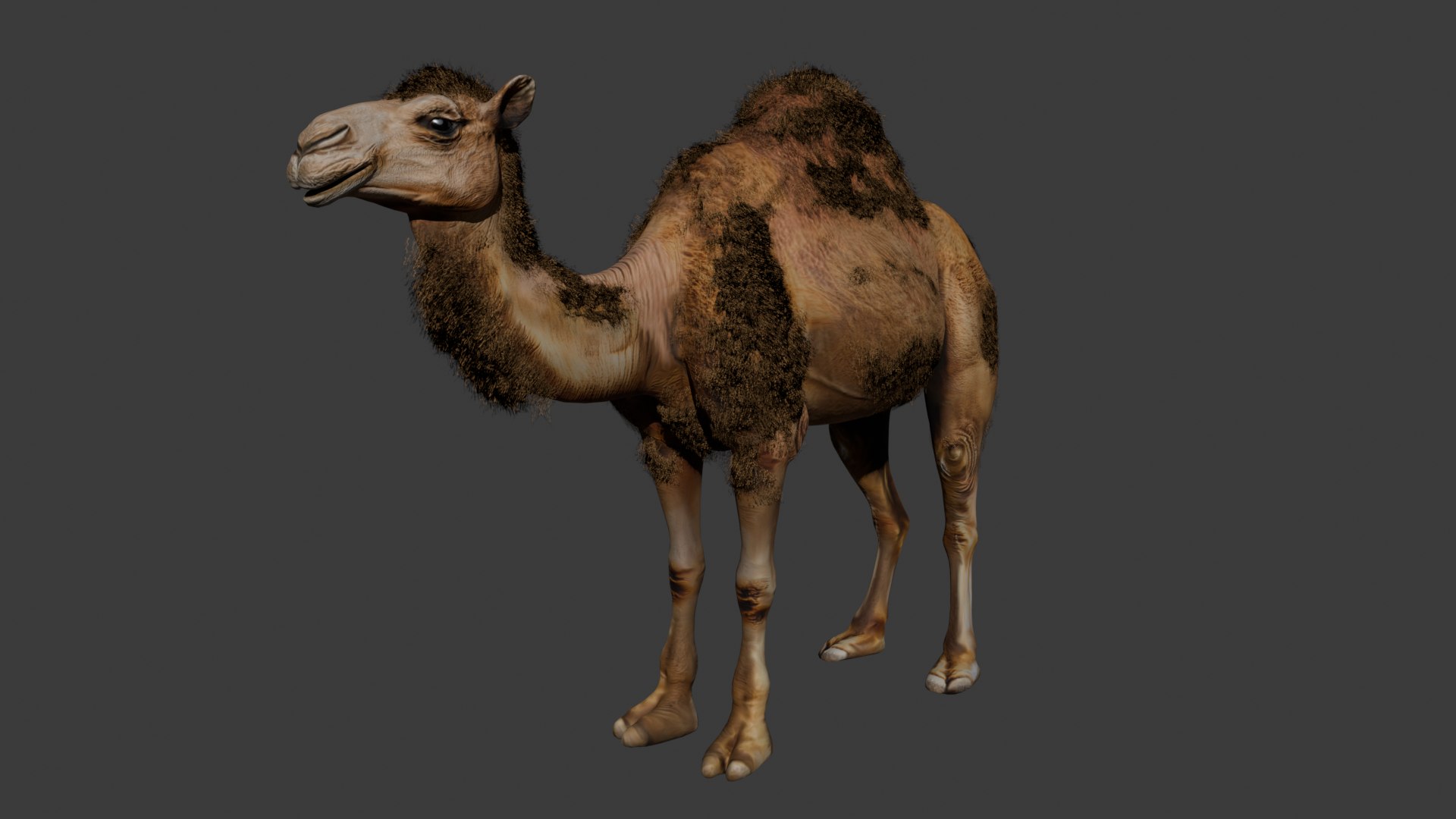 3D Low Poly Animated Camel with Hair  Fur model https://p.turbosquid.com/ts-thumb/2r/HkmRgI/ZJ/camel3/png/1754606016/1920x1080/fit_q87/032906ac04225bc3779fbe74463817160d118e5c/camel3.jpg