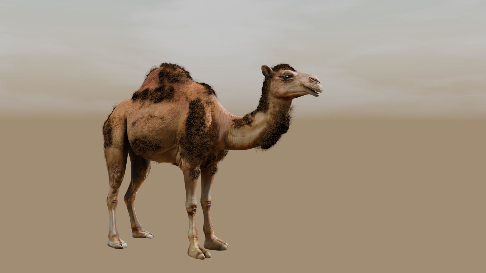 3D Low Poly Animated Camel with Hair  Fur model https://p.turbosquid.com/ts-thumb/2r/HkmRgI/cd/camel7/png/1754606030/1920x1080/fit_q87/646bc756e03b43031efe8e8aee06e776fe217f72/camel7.jpg