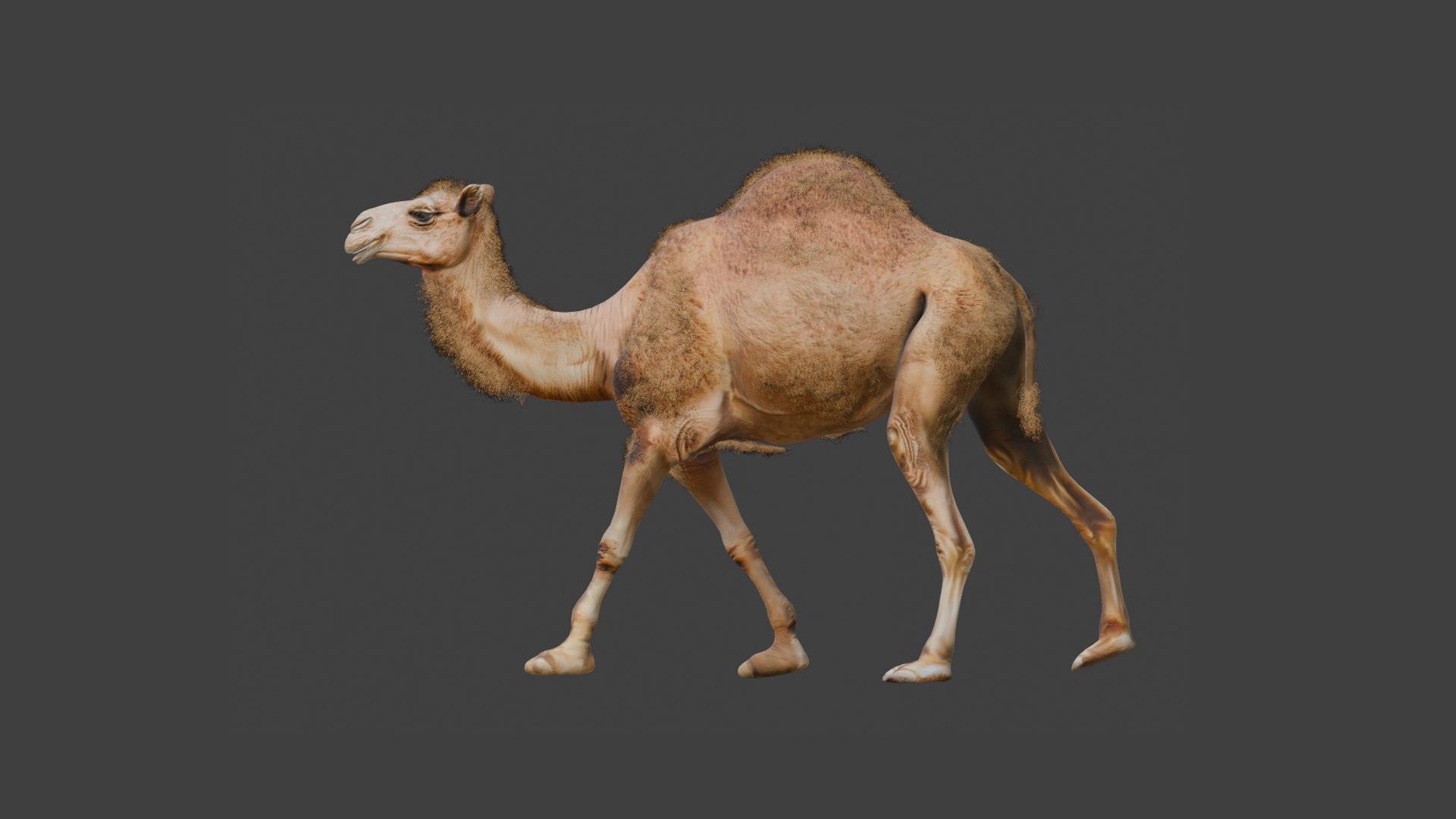 3D Low Poly Animated Camel with Hair  Fur model https://p.turbosquid.com/ts-thumb/2r/HkmRgI/sv/4/png/1754605991/1920x1080/fit_q87/01109947135bbc353d9fbadf261b36d78417a69f/4.jpg