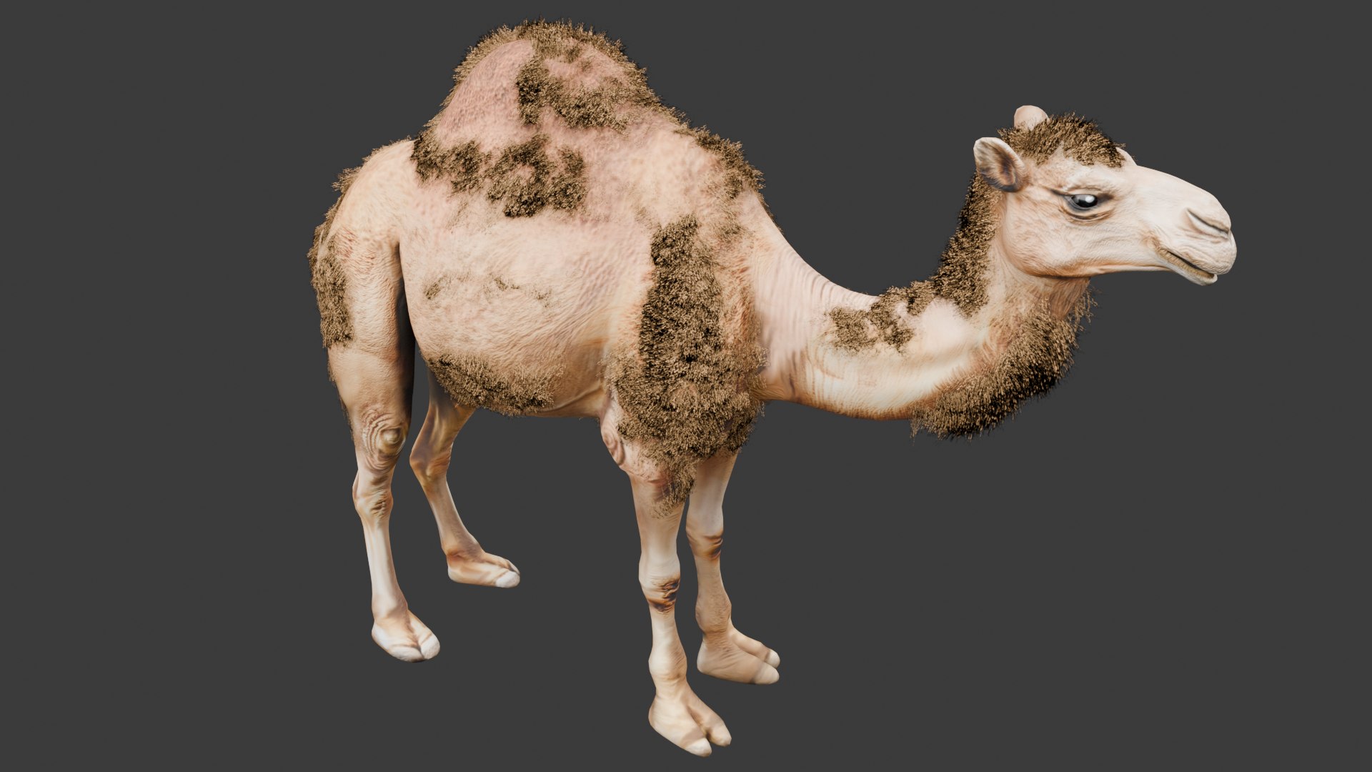 3D Low Poly Animated Camel with Hair  Fur model https://p.turbosquid.com/ts-thumb/2r/HkmRgI/tz/camel5/png/1754606023/1920x1080/fit_q87/d7a63293aa1a10a248a435e208d9790ef39b7235/camel5.jpg