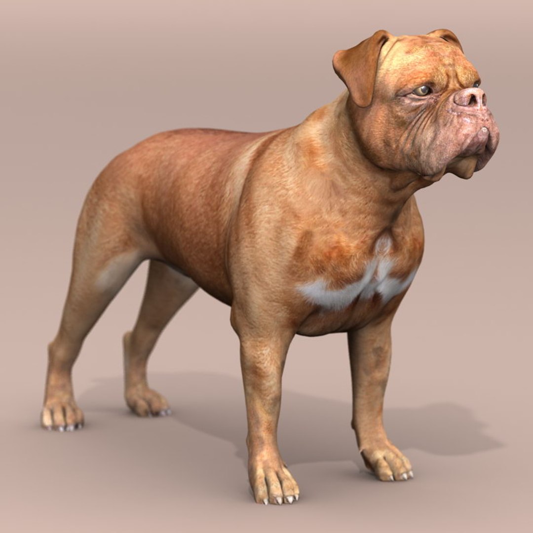 dog 4 3d model