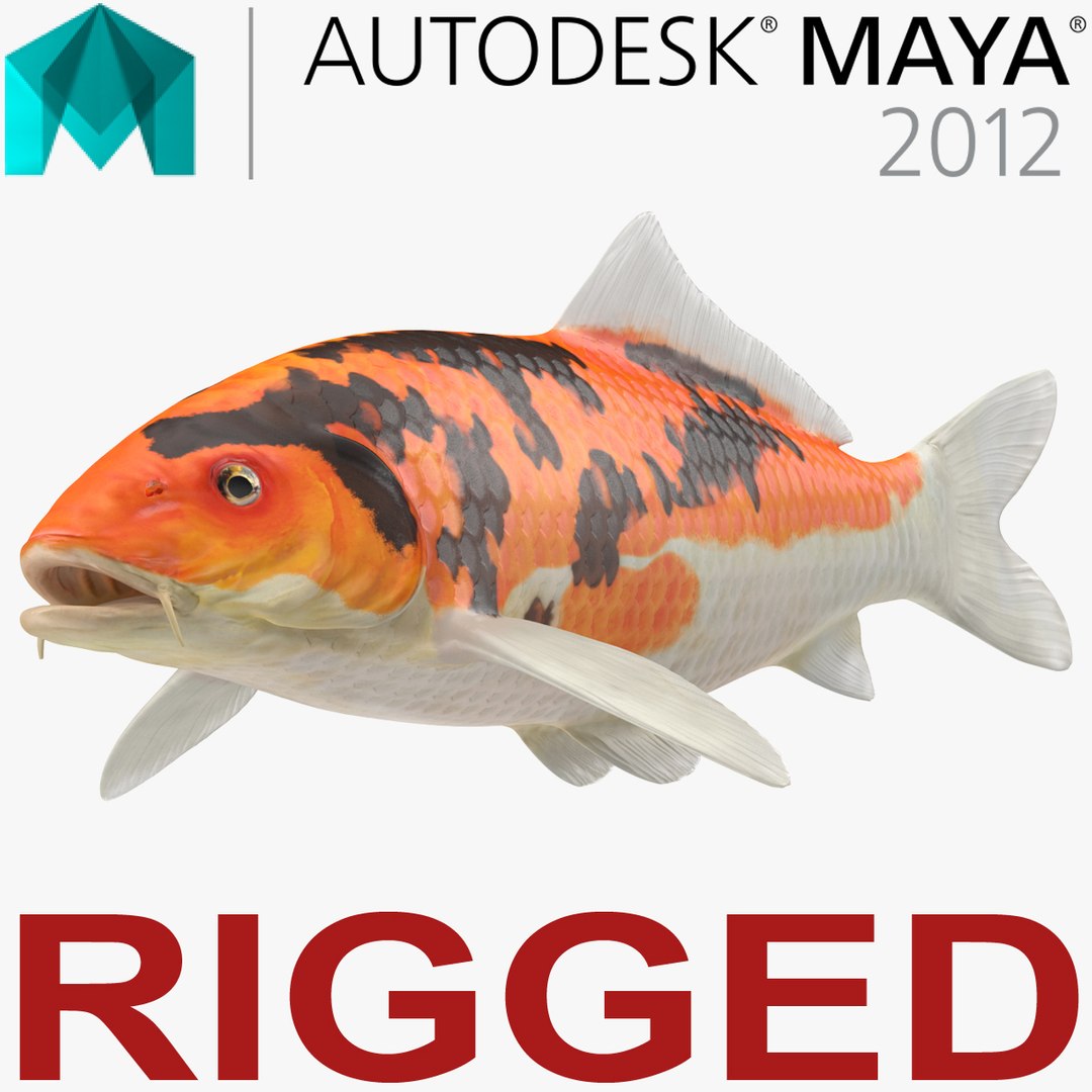 Koi Fish Rigged for Maya 3D model preview