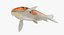 3D koi fish rigged