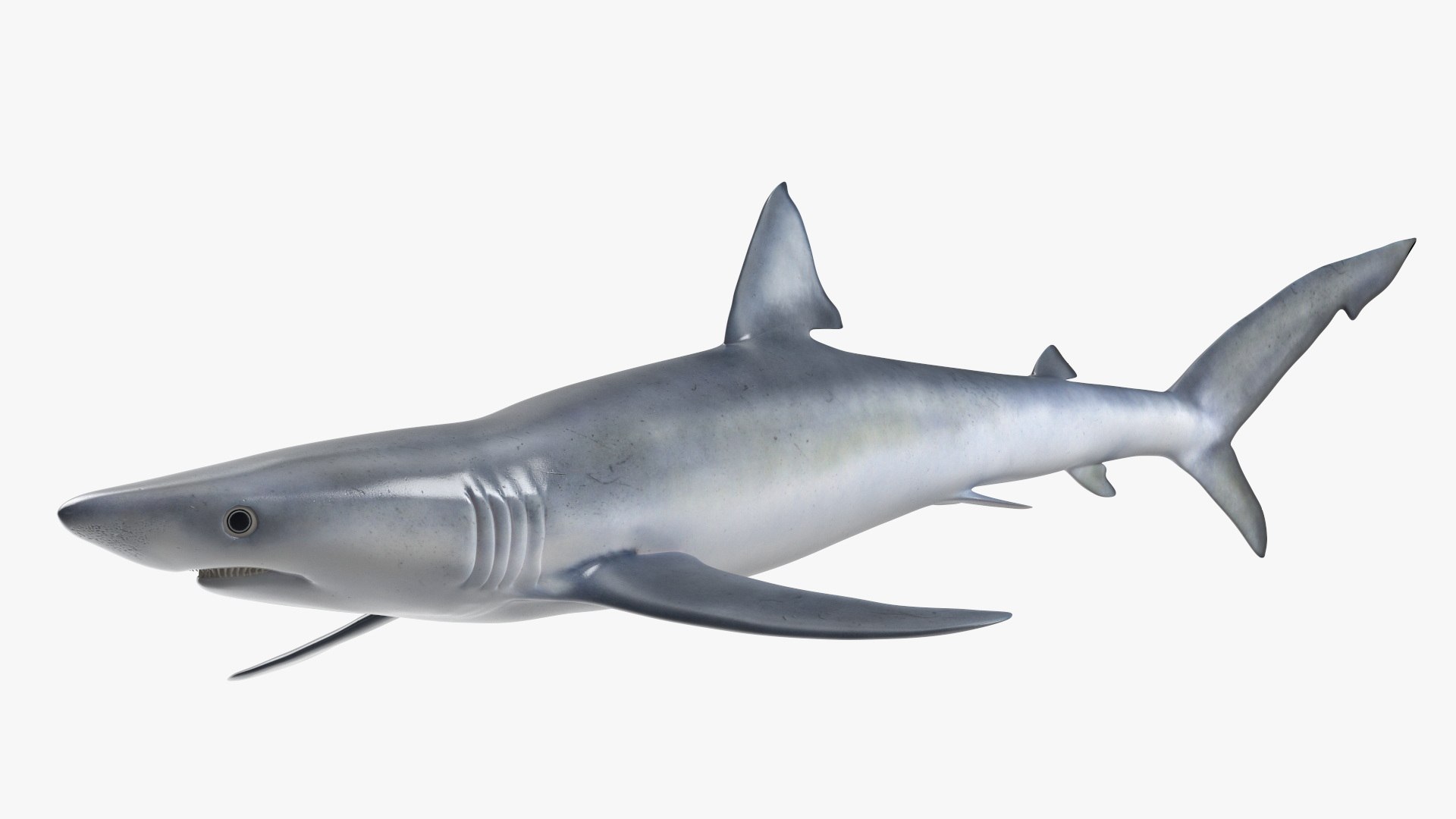 3D Prionace Glauca Shark Rigged for Maya model https://p.turbosquid.com/ts-thumb/2r/Vj6n8M/0n/prionaceglaucasharkriggedformayamb3dmodel012/jpg/1725068301/1920x1080/fit_q87/7c20ec65922a4b1343d090ed8bc7db2092285f65/prionaceglaucasharkriggedformayamb3dmodel012.jpg