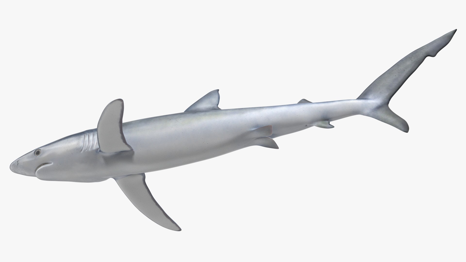 3D Prionace Glauca Shark Rigged for Maya model https://p.turbosquid.com/ts-thumb/2r/Vj6n8M/1k/prionaceglaucasharkriggedformayamb3dmodel015/jpg/1725068314/1920x1080/fit_q87/de134246956a170927a3191e41905cad1fc37cb9/prionaceglaucasharkriggedformayamb3dmodel015.jpg