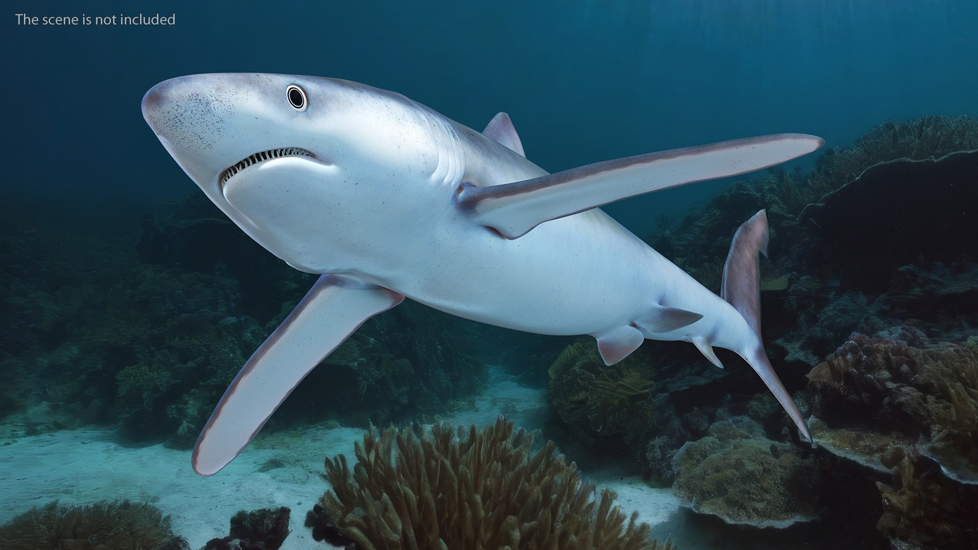 3D Prionace Glauca Shark Rigged for Maya model https://p.turbosquid.com/ts-thumb/2r/Vj6n8M/CR/prionaceglaucasharkriggedformayamb3dmodel006/jpg/1725068269/1920x1080/fit_q87/38642f87cb367c83504a72ad6814eb7dd4105b8a/prionaceglaucasharkriggedformayamb3dmodel006.jpg