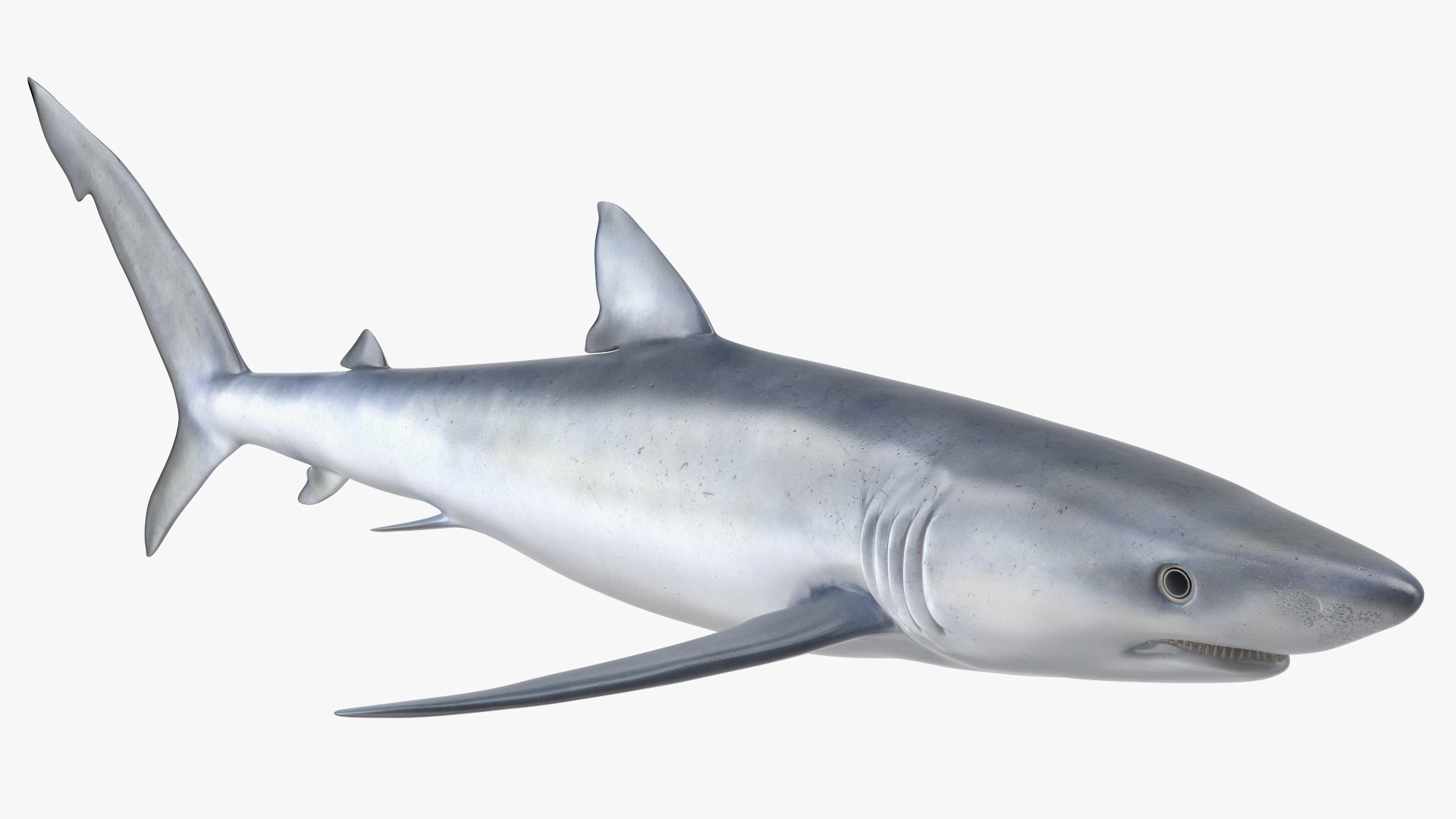 3D Prionace Glauca Shark Rigged for Maya model https://p.turbosquid.com/ts-thumb/2r/Vj6n8M/GJ/prionaceglaucasharkriggedformayamb3dmodel011/jpg/1725068295/1920x1080/fit_q87/a0d5911b1402d6e7303258ae535792420831bd03/prionaceglaucasharkriggedformayamb3dmodel011.jpg