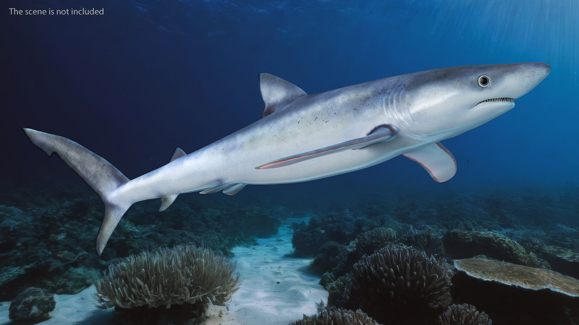 3D Prionace Glauca Shark Rigged for Maya model https://p.turbosquid.com/ts-thumb/2r/Vj6n8M/KM/prionaceglaucasharkriggedformayamb3dmodel007/jpg/1725068275/1920x1080/fit_q87/5828308789a507673318f3cd206c9e756cc4d19a/prionaceglaucasharkriggedformayamb3dmodel007.jpg