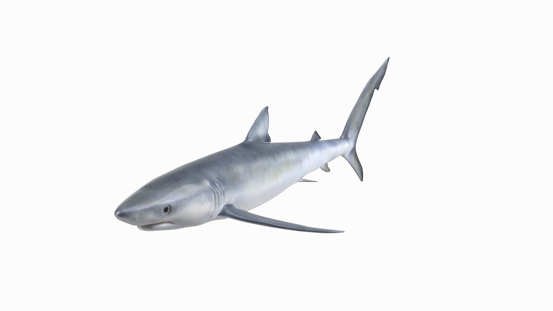 3D Prionace Glauca Shark Rigged for Maya model https://p.turbosquid.com/ts-thumb/2r/Vj6n8M/SL/prionace_glauca_shark_rigged_for_maya_360/jpg/1725067983/1920x1080/turn_fit_q99/9649769e64f6319f3da3a1de53fc6139e6e599e6/prionace_glauca_shark_rigged_for_maya_360-1.jpg