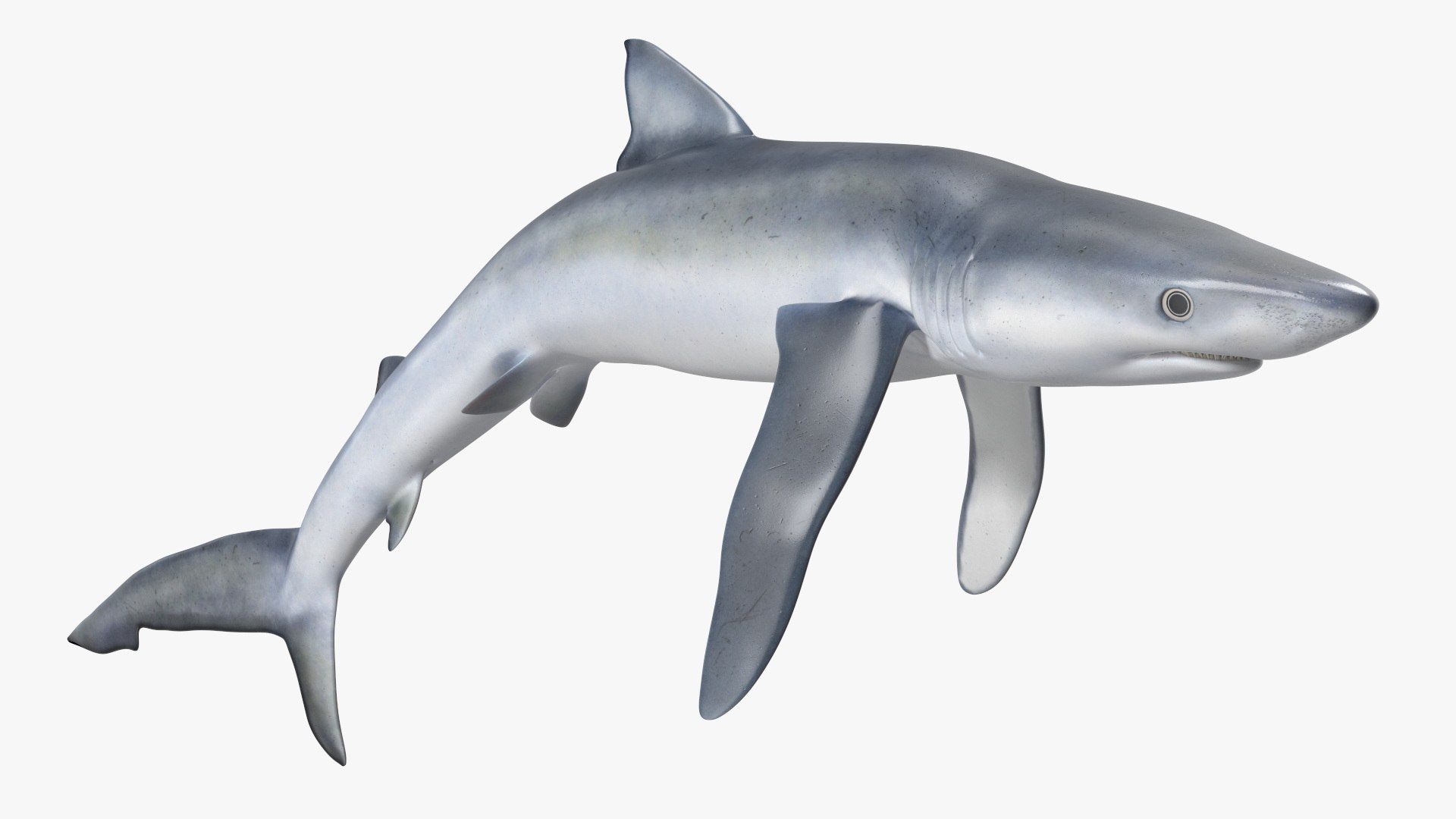 3D Prionace Glauca Shark Rigged for Maya model https://p.turbosquid.com/ts-thumb/2r/Vj6n8M/Vk/prionaceglaucasharkriggedformayamb3dmodel014/jpg/1725068311/1920x1080/fit_q87/222ba16e4854da2c596f51d623239467afec4651/prionaceglaucasharkriggedformayamb3dmodel014.jpg