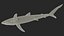 Prionace Glauca Shark Rigged for Maya