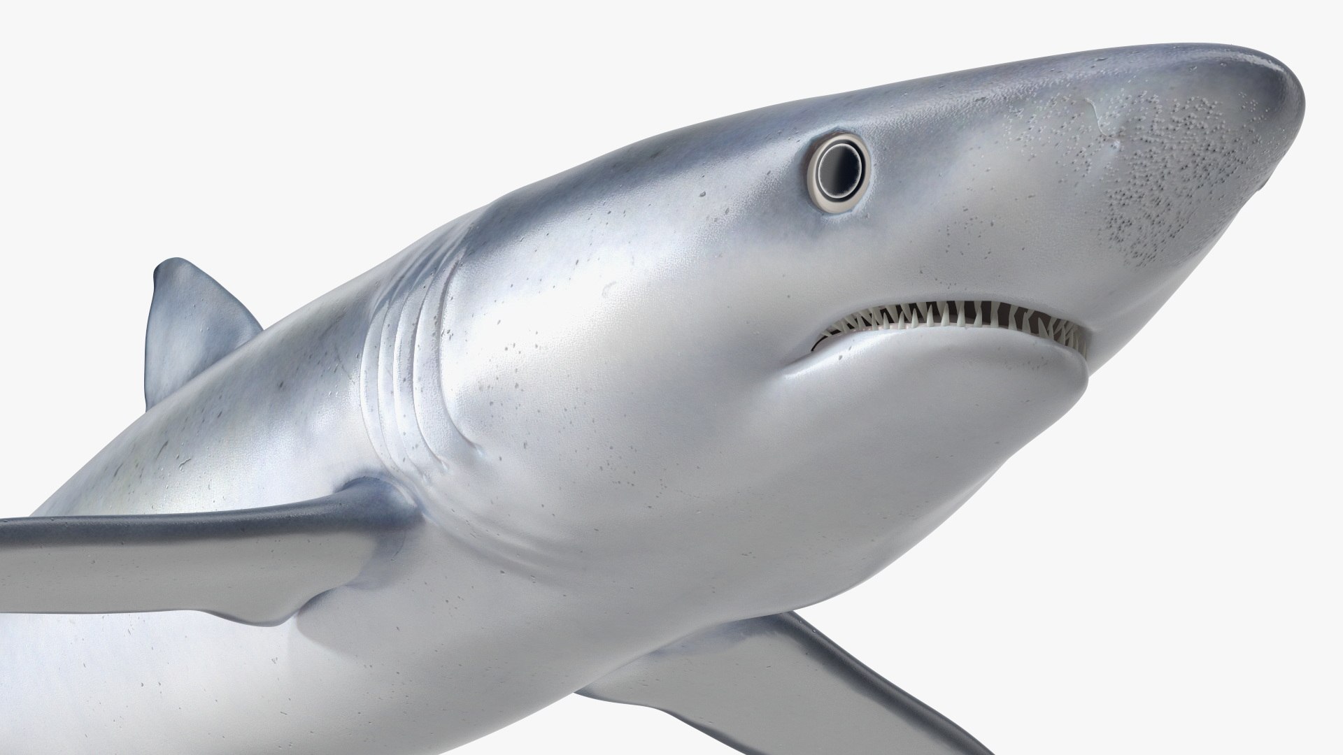 3D Prionace Glauca Shark Rigged for Maya model https://p.turbosquid.com/ts-thumb/2r/Vj6n8M/oW/prionaceglaucasharkriggedformayamb3dmodel016/jpg/1725068320/1920x1080/fit_q87/3694f4ff9ade64577fe27662803146c14b32b274/prionaceglaucasharkriggedformayamb3dmodel016.jpg