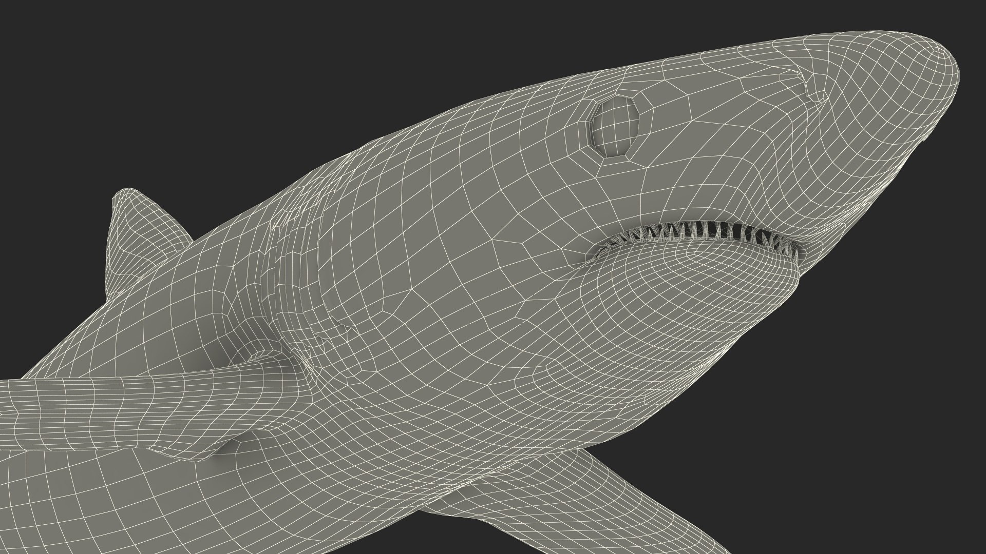 3D Prionace Glauca Shark Rigged for Maya model https://p.turbosquid.com/ts-thumb/2r/Vj6n8M/rD/prionaceglaucasharkriggedformayamb3dmodel027/jpg/1725068375/1920x1080/fit_q87/9047113d18f462bc10b5435eb5c9412fd9d3c4ac/prionaceglaucasharkriggedformayamb3dmodel027.jpg