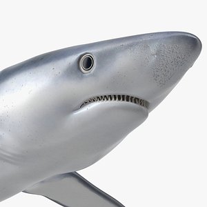3D Prionace Glauca Shark Rigged for Maya model