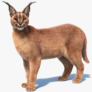 Rigged Caracal Fur 3D model