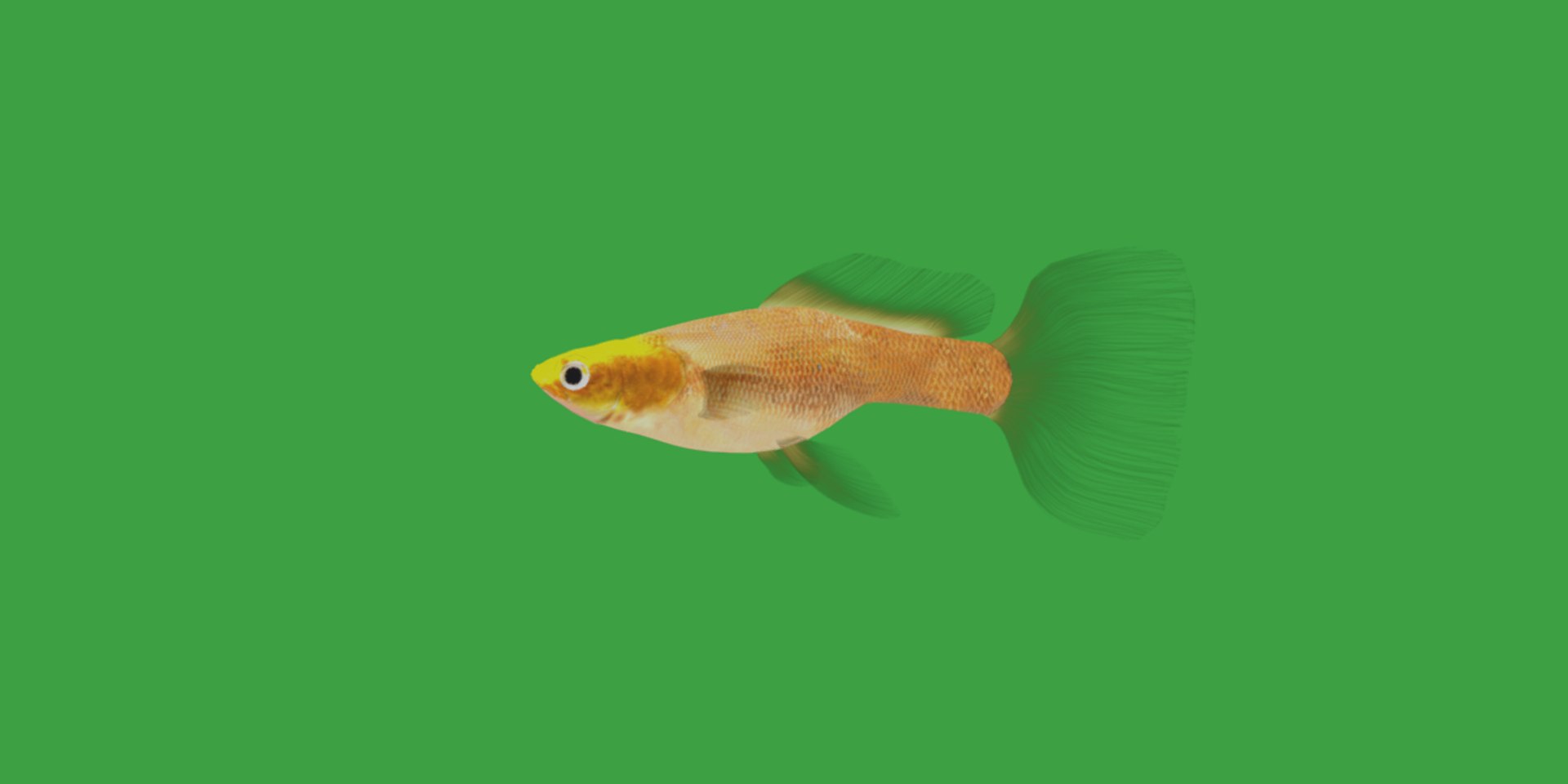 3D Marine Animals Pack https://p.turbosquid.com/ts-thumb/2r/iWFIce/Fr/guppy_fish7/png/1734898883/1920x1080/fit_q87/18025d63656dc819dc31fc95f2f449d0dcec67ca/guppy_fish7.jpg