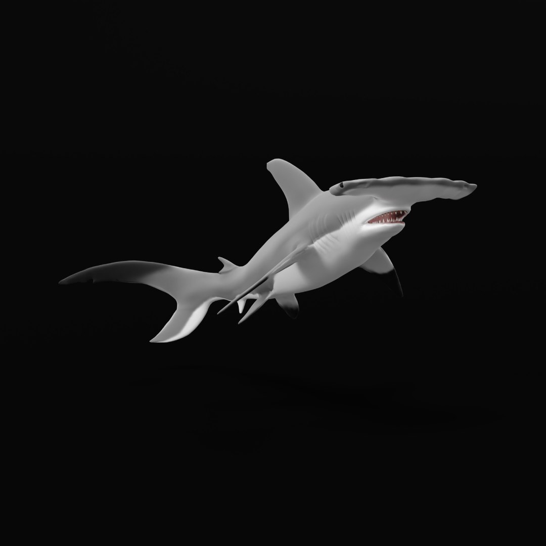 3D Marine Animals Pack https://p.turbosquid.com/ts-thumb/2r/iWFIce/Qw/search_image/png/1730768122/1920x1080/fit_q87/c564750f45e3f25d8c1a1fe7ecbcb697b89510df/search_image.jpg