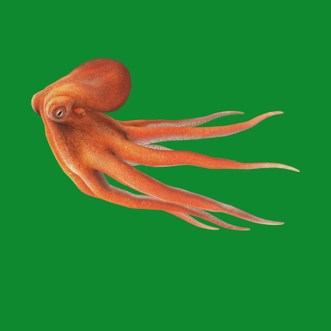 3D Marine Animals Pack https://p.turbosquid.com/ts-thumb/2r/iWFIce/ot/search_image/png/1730954774/1920x1080/fit_q87/808c89ea7dab13b2a7acd463e732766bcaee9c3a/search_image.jpg