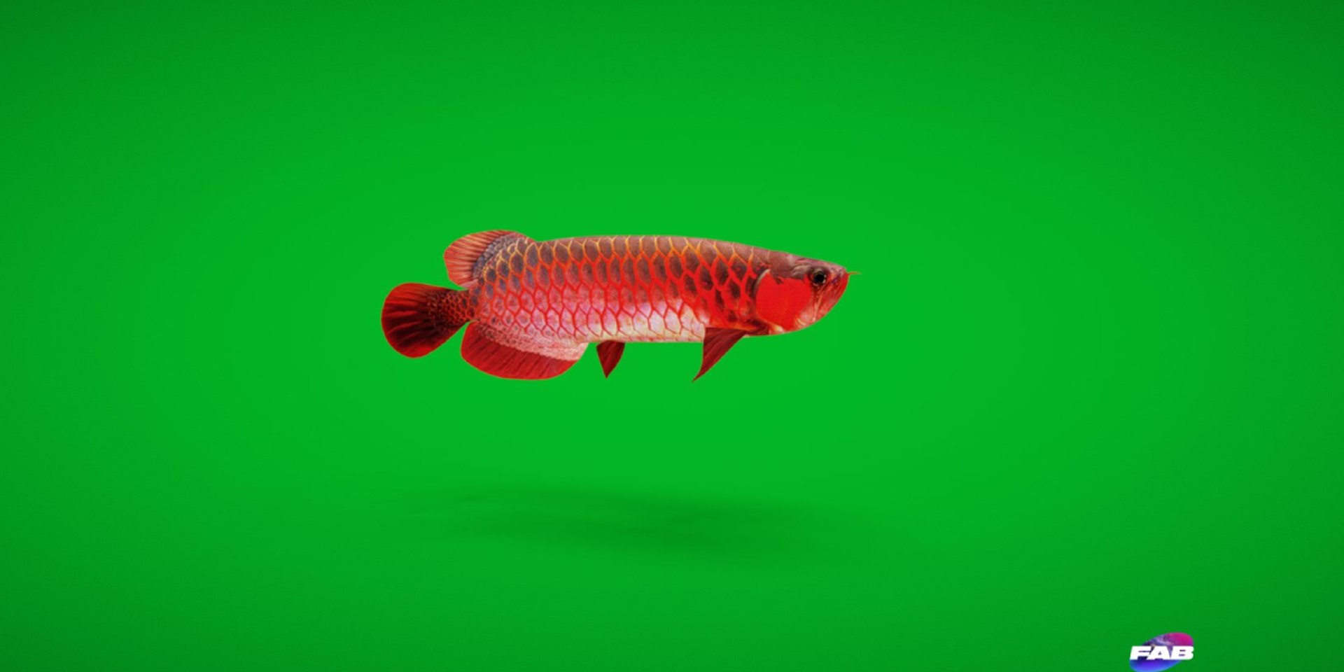 3D Marine Animals Pack https://p.turbosquid.com/ts-thumb/2r/iWFIce/ua/arowana_fish1copy/png/1741012990/1920x1080/fit_q87/4b7890d42ef1f758486131dbde38ac065c9cb6ca/arowana_fish1copy.jpg