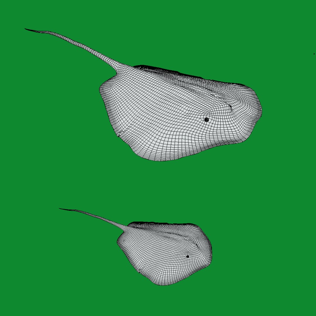 3D Marine Animals Pack https://p.turbosquid.com/ts-thumb/2r/iWFIce/zo/wire/png/1730822706/1920x1080/fit_q87/9bd08b745de29a3fc3d6f798c7e967bbbc74dd4e/wire.jpg