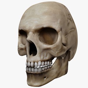 human skull obj