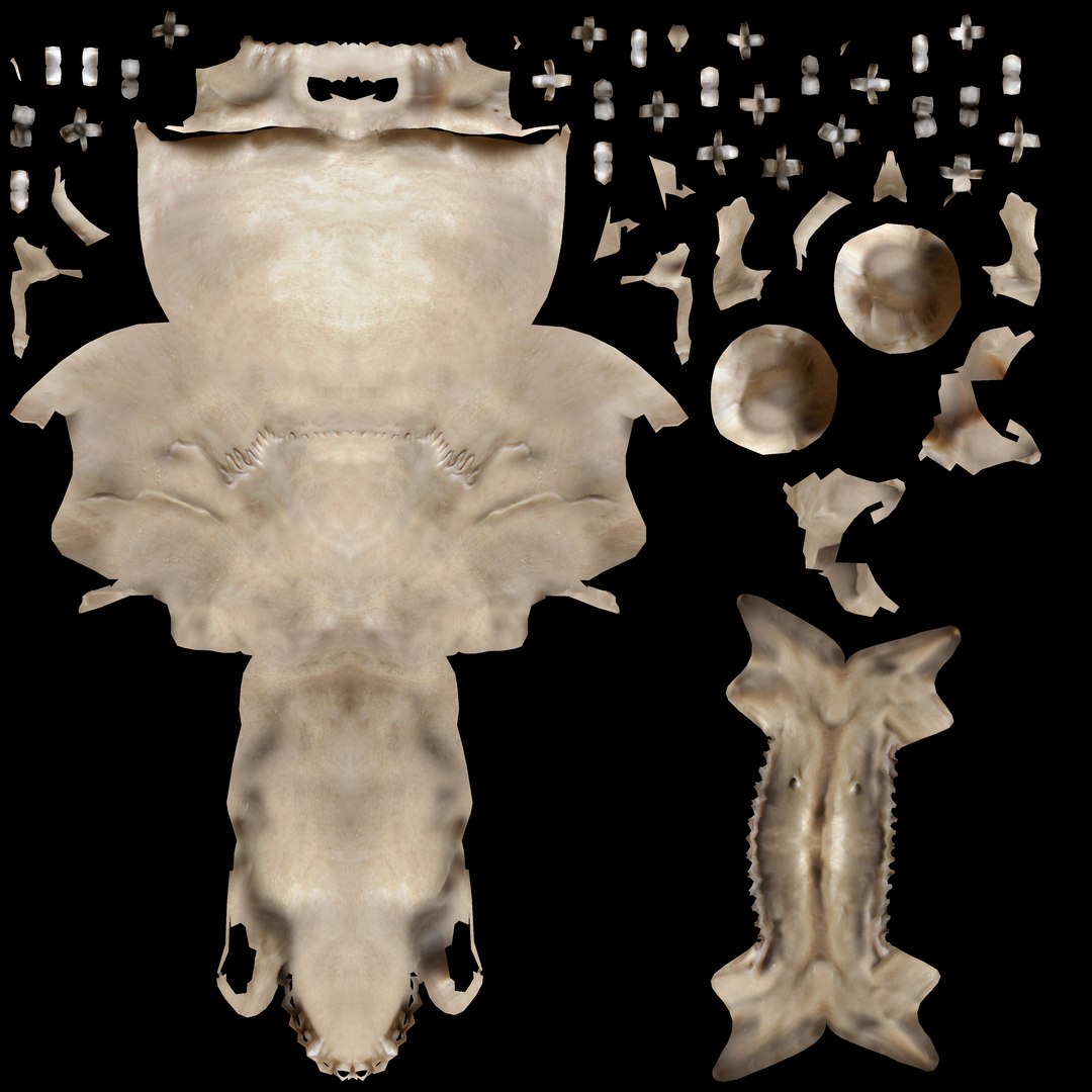 human skull obj https://p.turbosquid.com/ts-thumb/2r/kRqqWO/Nj/skull_newuvs_4_out/jpg/1685501393/1920x1080/fit_q87/d6be53711069403fad6db300027c9b4afd4a6903/skull_newuvs_4_out.jpg