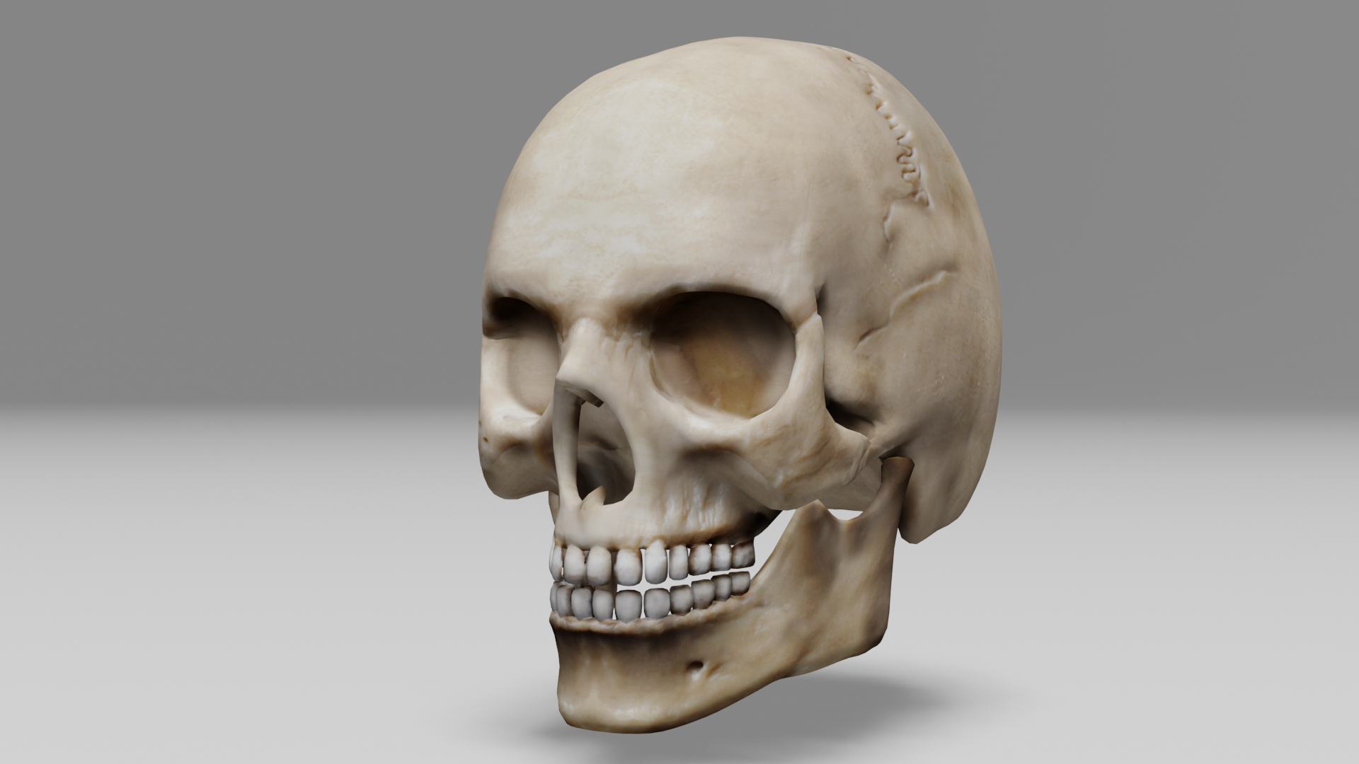 human skull obj https://p.turbosquid.com/ts-thumb/2r/kRqqWO/OI/skull/png/1685502739/1920x1080/turn_fit_q99/9acf87b1a1175fe9d9d93709c908a2d339acd879/skull-1.jpg