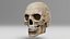 Human Skull 1