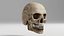 Human Skull 1