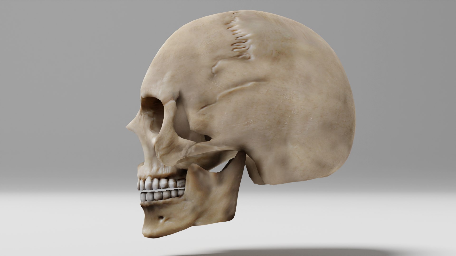 human skull obj https://p.turbosquid.com/ts-thumb/2r/kRqqWO/m7/skull5b/png/1685501300/1920x1080/fit_q87/d1c8331706e00f9f2de8ba9cfeb58b1d8fd3586e/skull5b.jpg