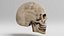 Human Skull 1