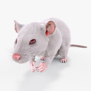 Common Rat with Fur model