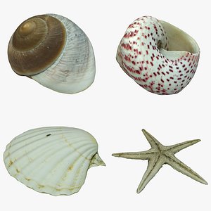 sea shells starfish 3D model