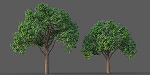 XfrogPlants Oregon Oak - Quercus Garryana 3D model