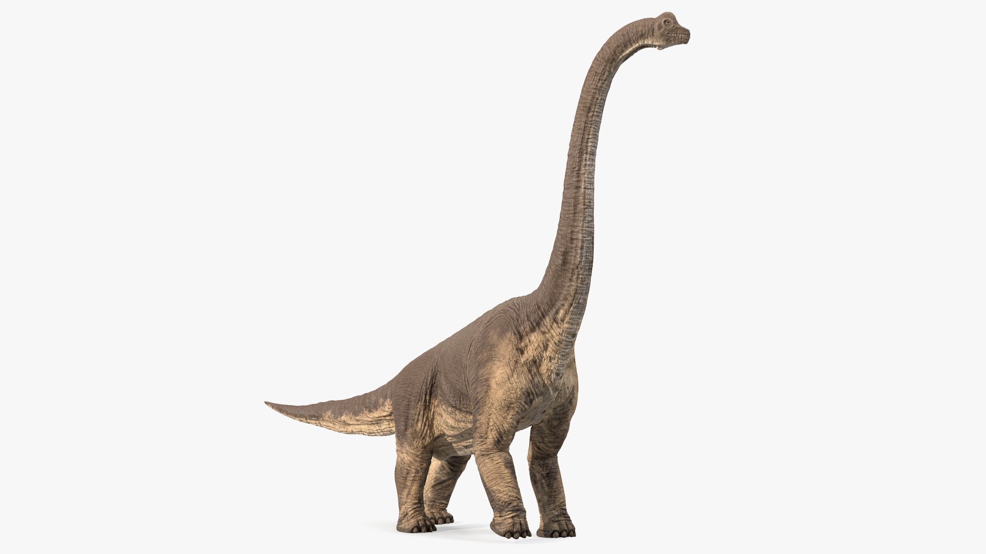 Dinosaurs Collection 8 3D model https://p.turbosquid.com/ts-thumb/2s/8K1yVP/yOPD0HVo/brachiosauruswalkingposec4dmodel001/jpg/1655279061/1920x1080/fit_q87/180cb2b75ff073faba9c514b82cab23d13e8e723/brachiosauruswalkingposec4dmodel001.jpg