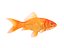 realistic goldfish 3D model