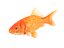 realistic goldfish 3D model