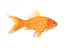 realistic goldfish 3D model