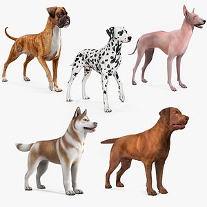 Large Dogs Rigged for Cinema 4D Collection 3